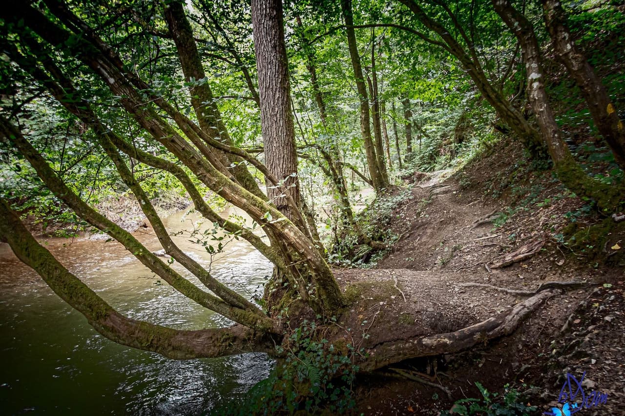 Bospad langs de Hermeton, met bomen die over het water hangen