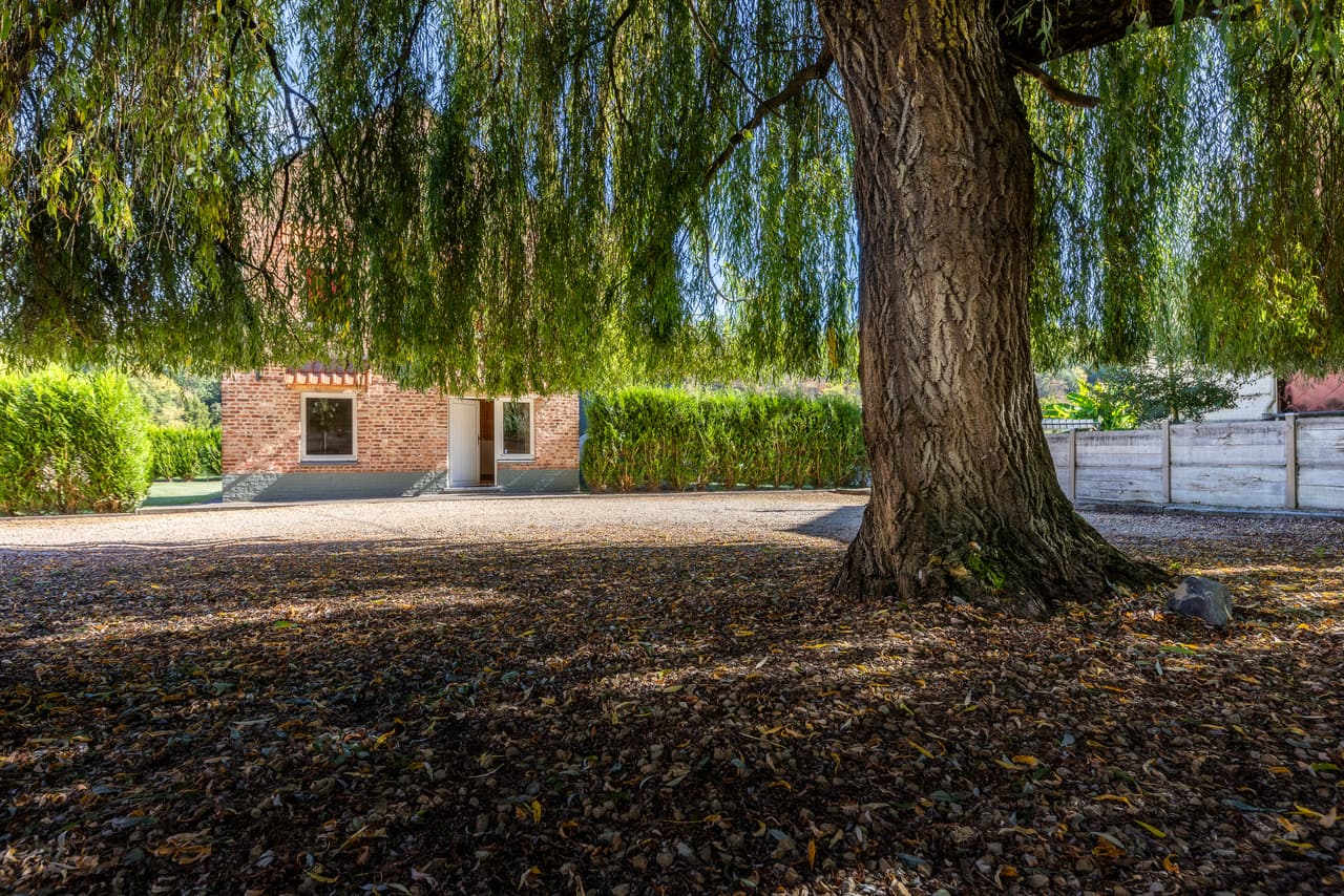 Stam van de wilg en de binnenplaats voor het huis